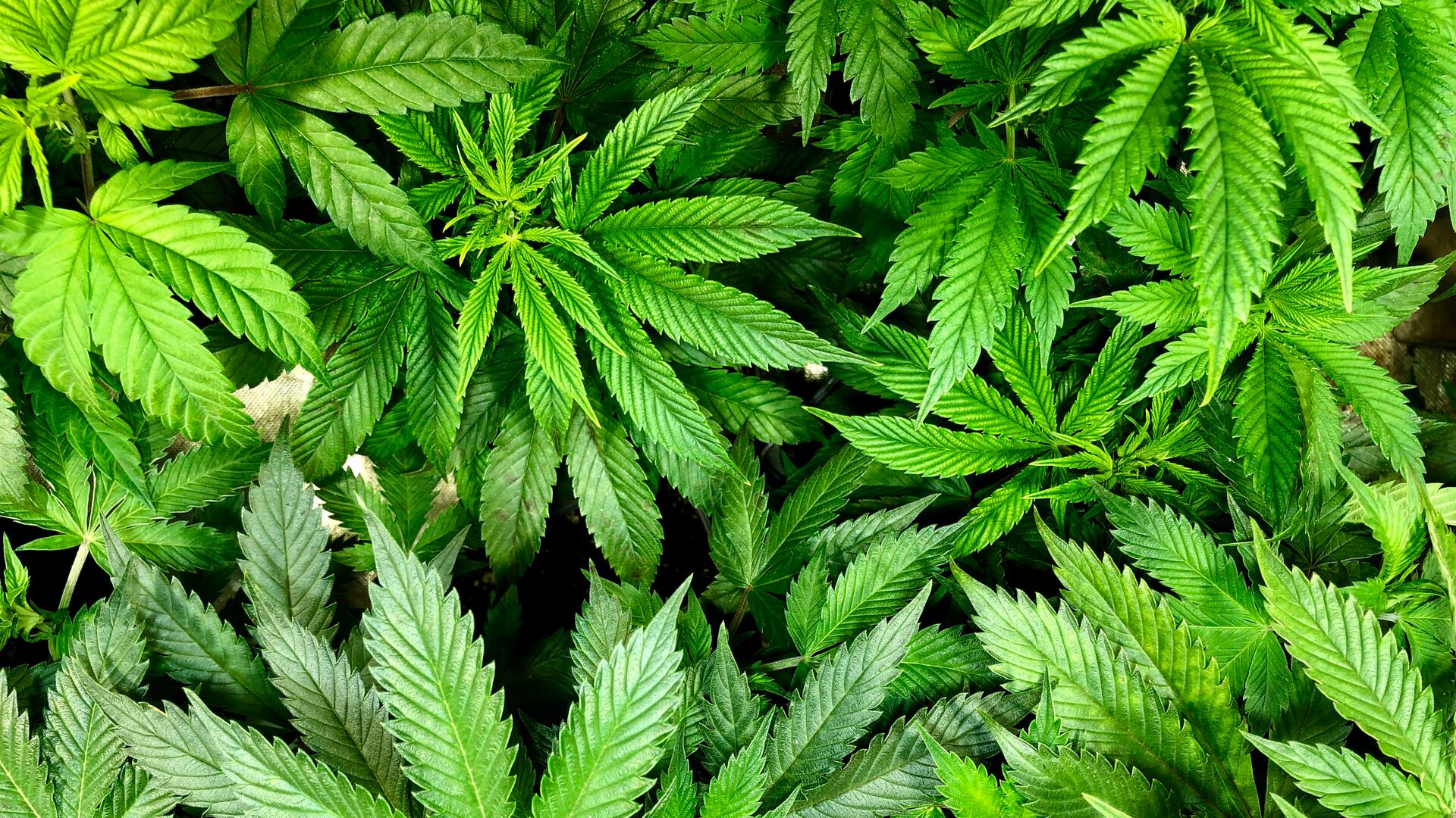 Canadian Cannabis Compendium | TD Cowen