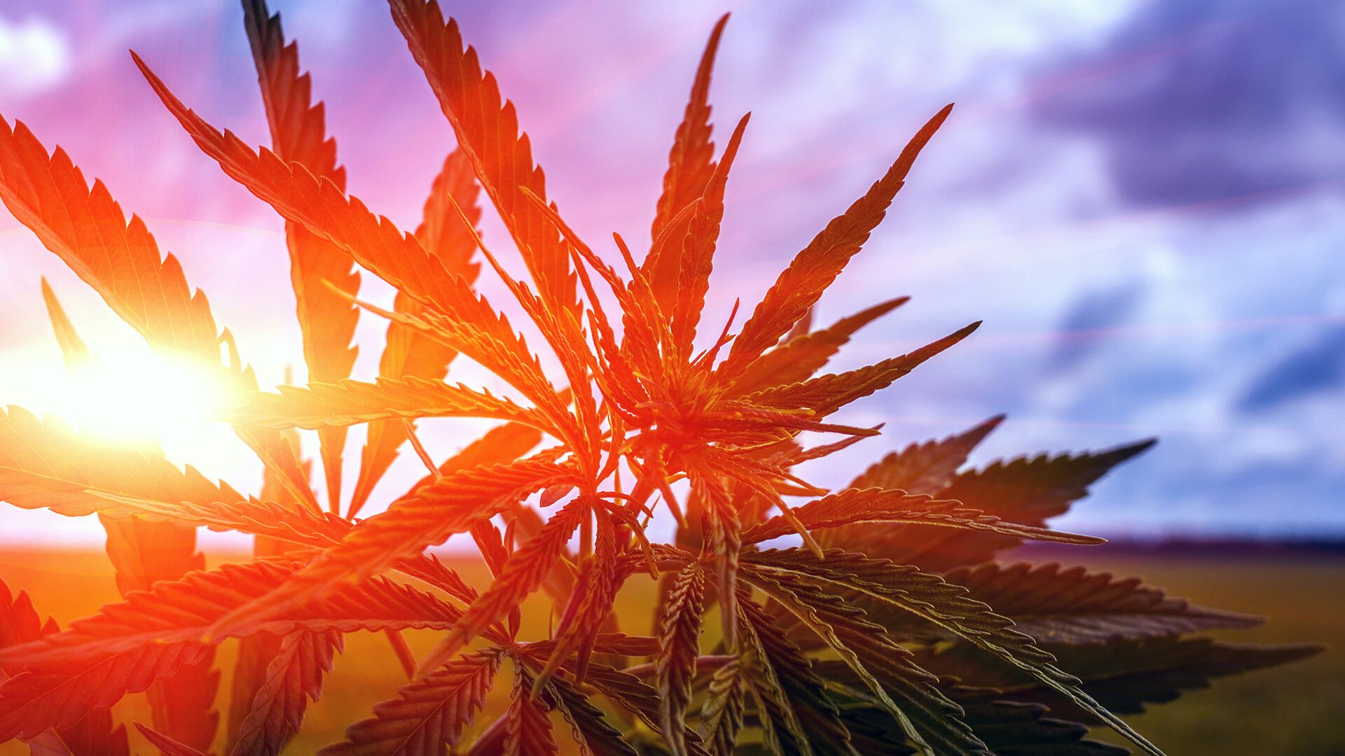 cannabis in a field at sunset