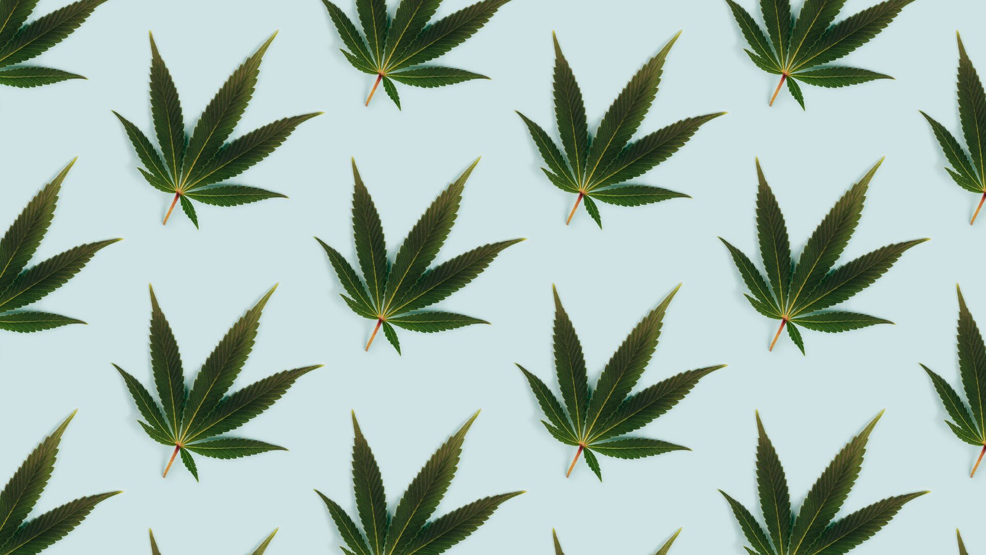 David Culver, VP, Global Government Relations at Canopy Growth joins Cowen Insights to discuss lack of Cannabis reform on the federal level. Marijuana leaves set flat on a pattern against a light blue background is the image.