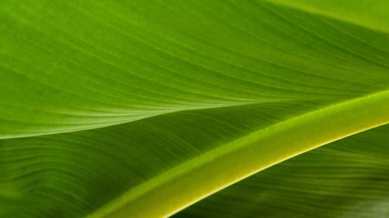 In the 8th episode of Cowen’s Energy Transition Series, Shell Canada’s CCS lead discusses Shell's Quest Facility and planned Polaris project. Green energy concept of flat green banana leaf.