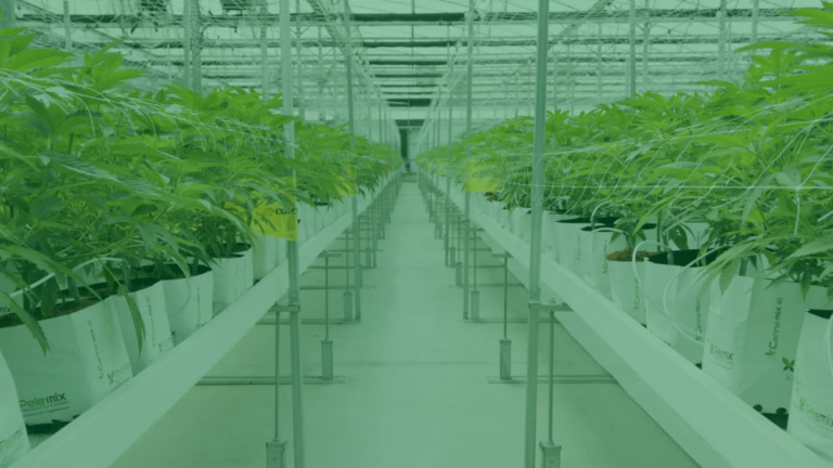 Cowen Insight's The Growth Chamber is a cannabis themed podcast series exploring the evolution of the cannabis industry. Featured is the image accompanying the series, a grow house with rows of marijuana plants on either side.
