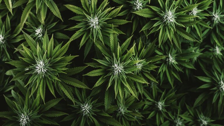 In the 3rd episode of Cowen Insights The Growth Chamber, New Frontier Data’s John Kagia discusses consumer behavior in the cannabis space. Budding marijuana plants, wide and green and together as if they were lilies in a pond against a subtle black background. .