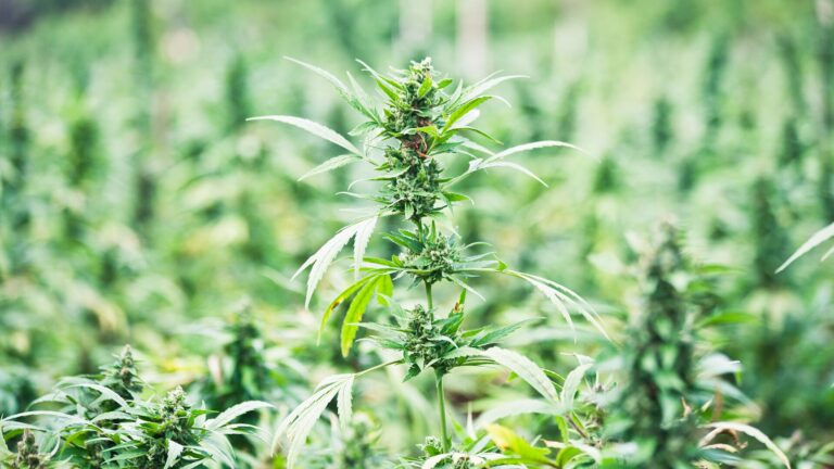 marijuana field in Jamaica