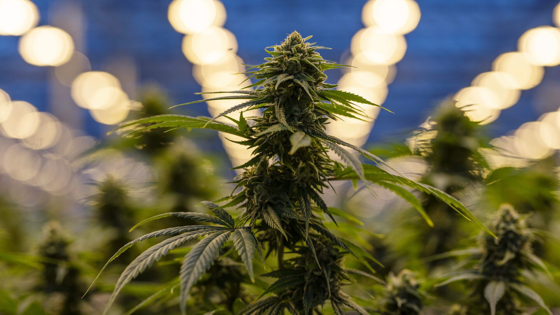 In the 2nd episode of Cowen's The Growth Chamber, COO of Verano Holdings, Darren Weiss, discusses competition in the cannabis industry. The image is of a cannabis green house with rows of budding plants under lights.