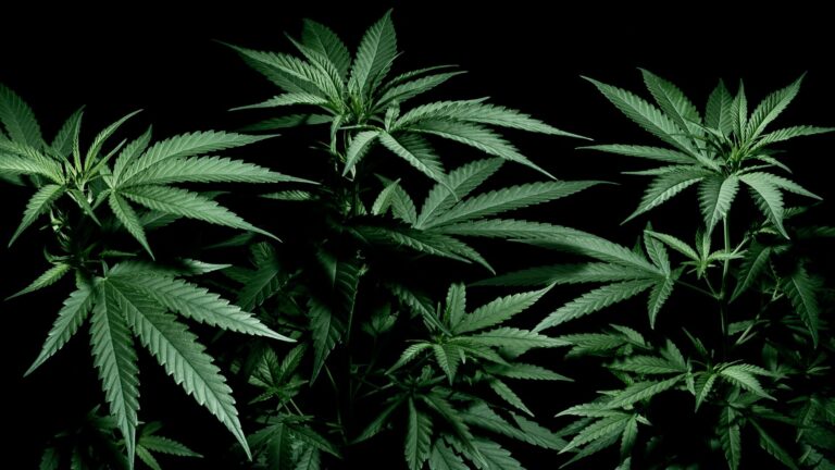 In the 5th episode of The Growth Chamber, Cowen Research's Vivien Azer offers a summary of the SXSW’s Cannabis Industry Evolution Summit. The concept for the image is the closing night of this marijuana show, hence a grow room foregrounded before a dark backdrop.