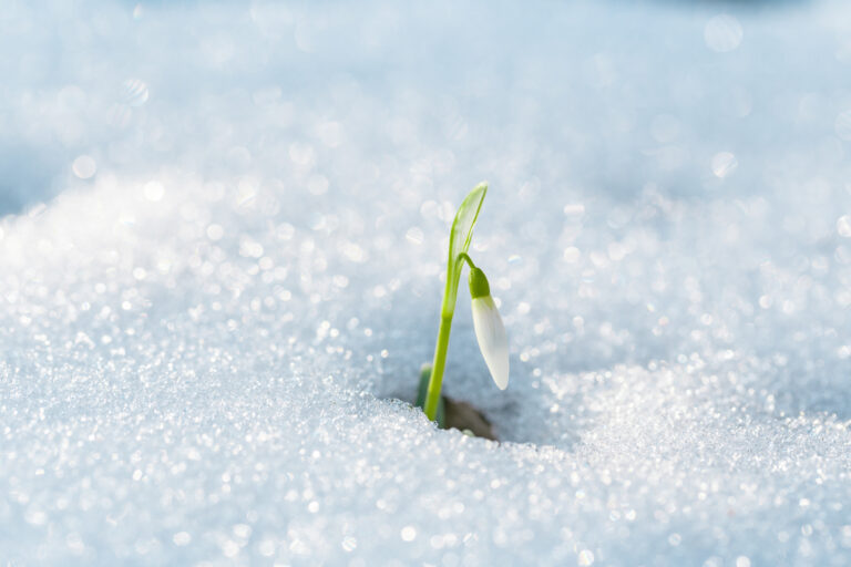 flower bud emerging from snow