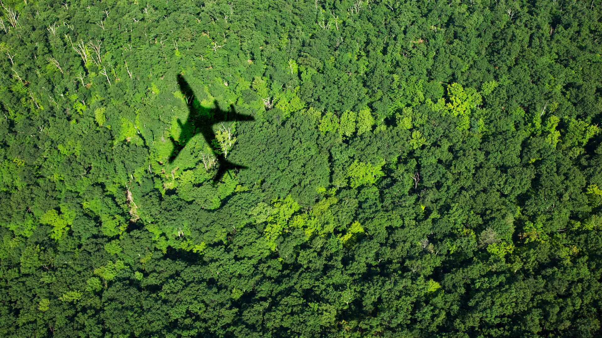 A shadow of an airplane cast upon a dense forest