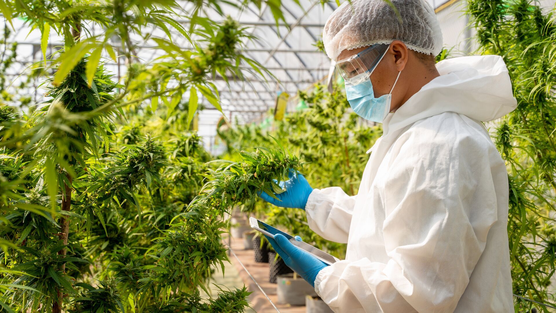 Photograph of a man in a greenhouse tending to cannabis plants.