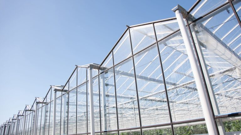 A cannabis greenhouse in a grassy field under sunlight as the plants are visible under white canopies.